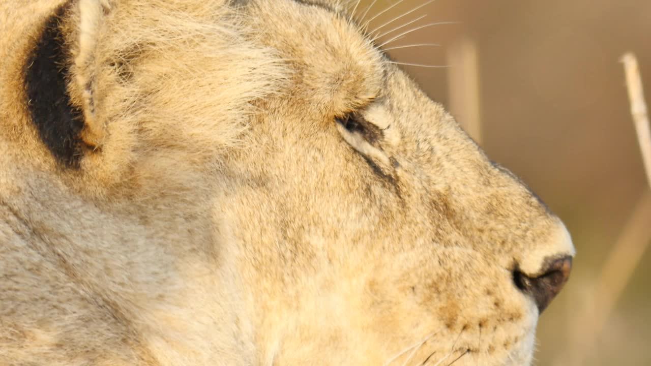 侧面视角,狮子,非洲,似人脸视频素材