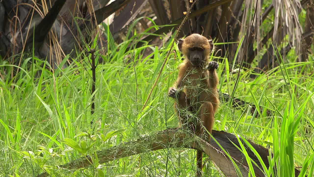 小几内亚狒狒吃了种子就走开了视频下载