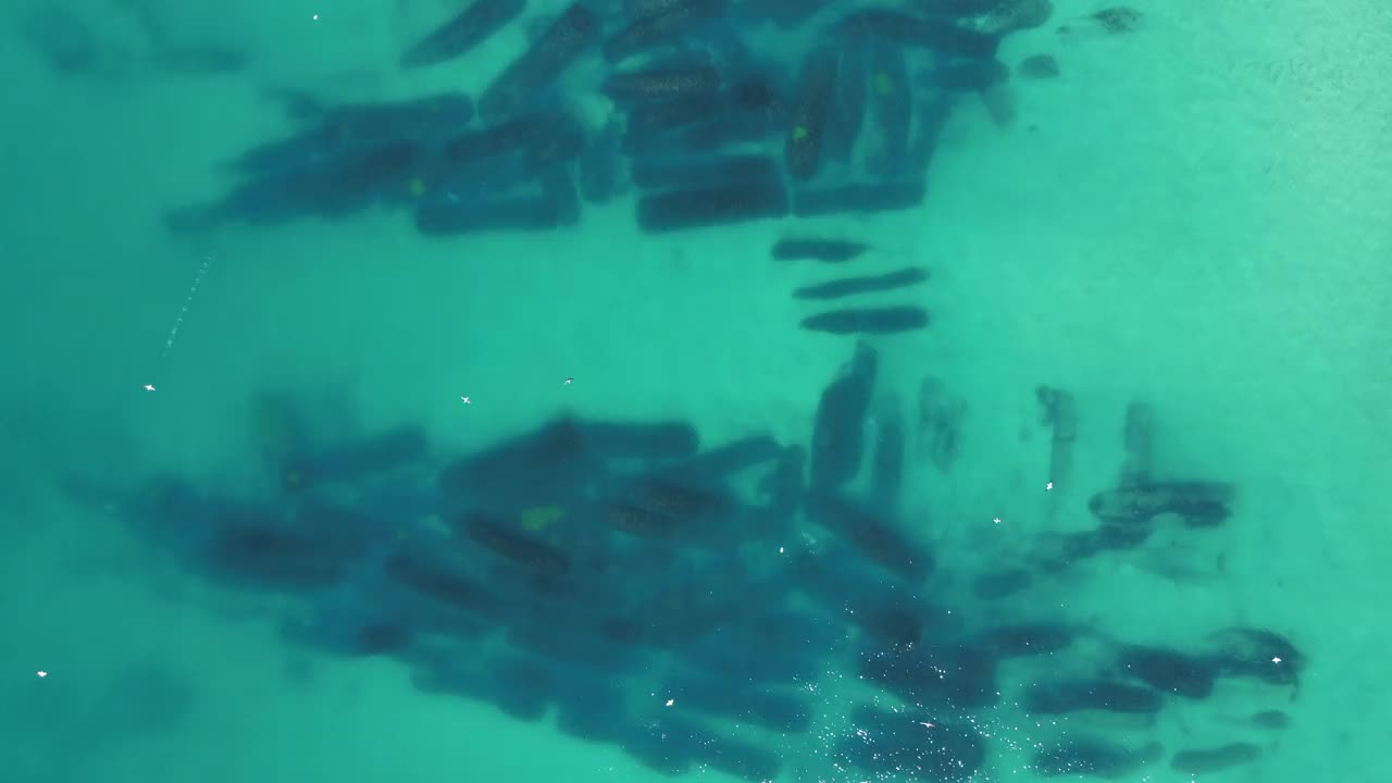 飞行中的海鸟在一个人造水下人工礁上捕猎，这个人工礁是为了保护城市的海岸海滩免受侵蚀而建造的。俯视的无人机视图视频素材