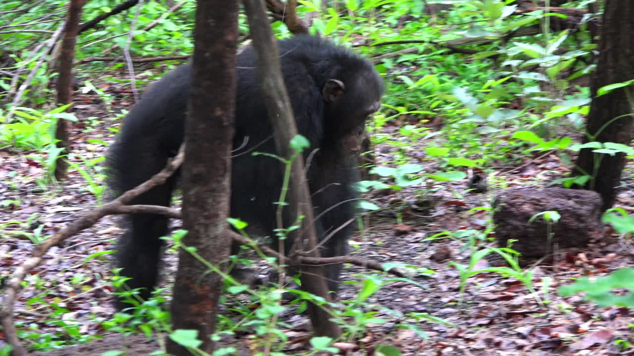 潘女士和雄性黑猩猩在森林里行走视频下载