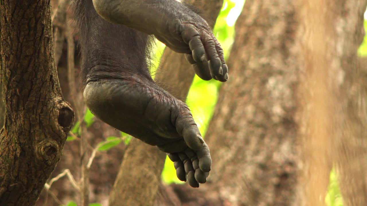 黑猩猩的脚在树上休息视频下载