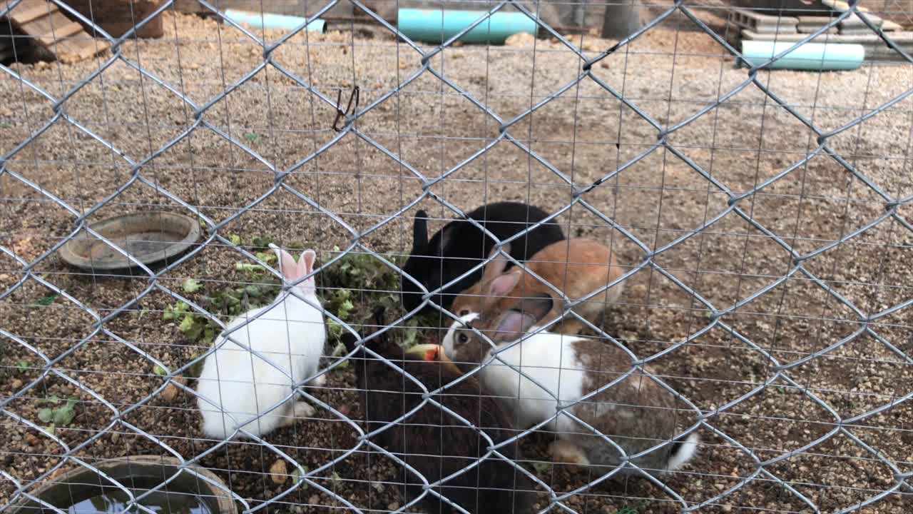 一只可爱的兔子关在动物农场的笼子里视频下载