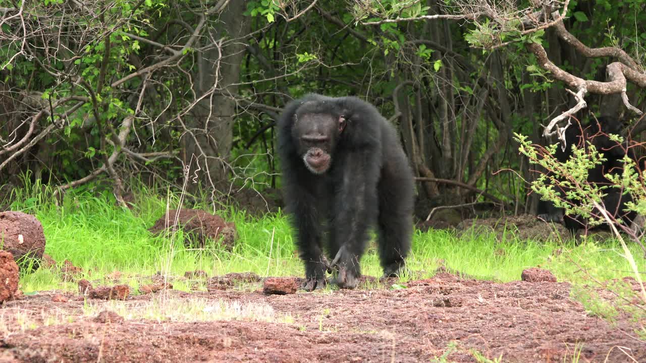 一只雄性黑猩猩带着受伤的肩膀穿过森林空地视频下载