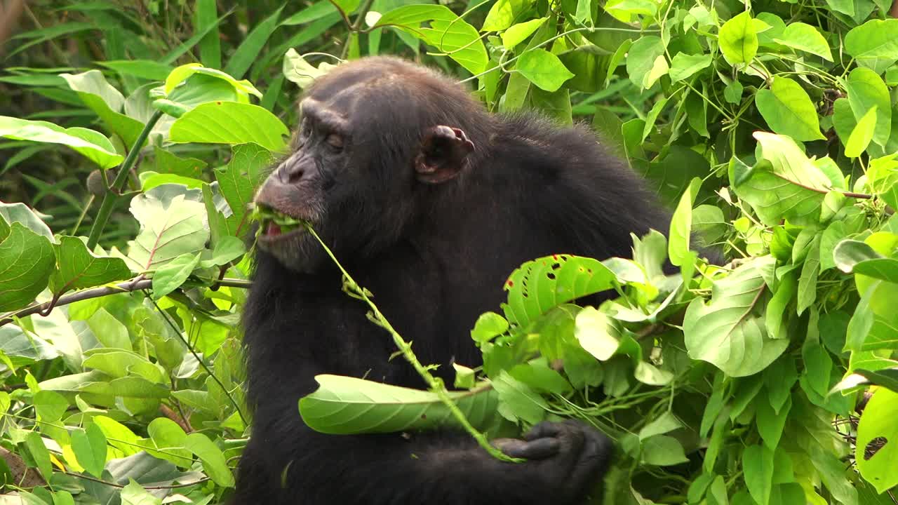 雄性黑猩猩坐在树上采摘和吃树叶视频下载