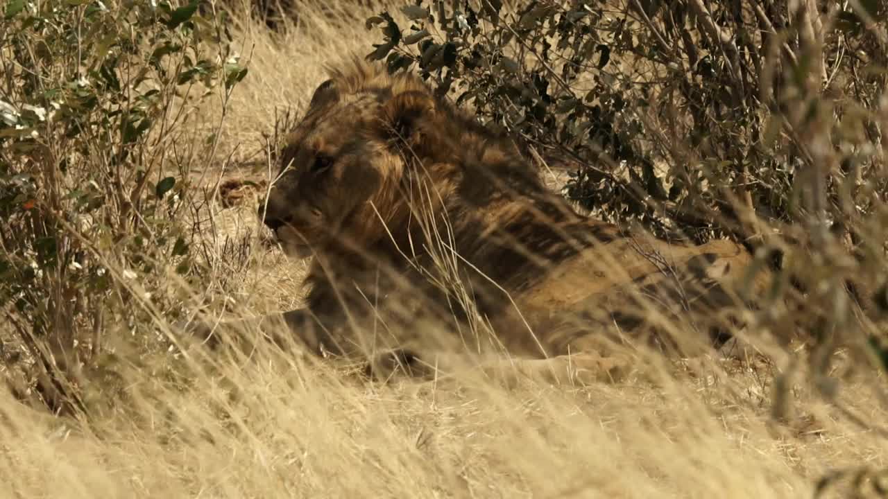 非洲,狮子,躺,背面视角视频素材
