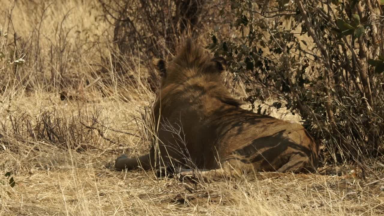 非洲,狮子,躺,背面视角视频素材