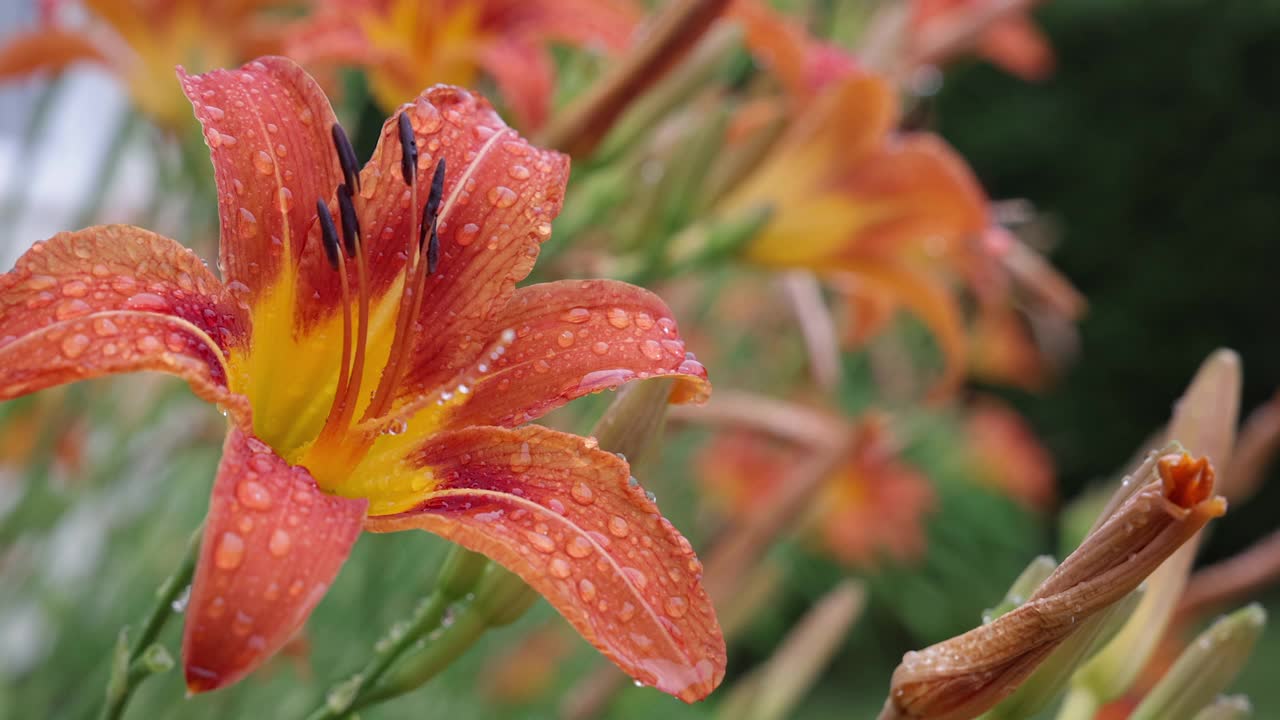 雨后的桔红花视频下载