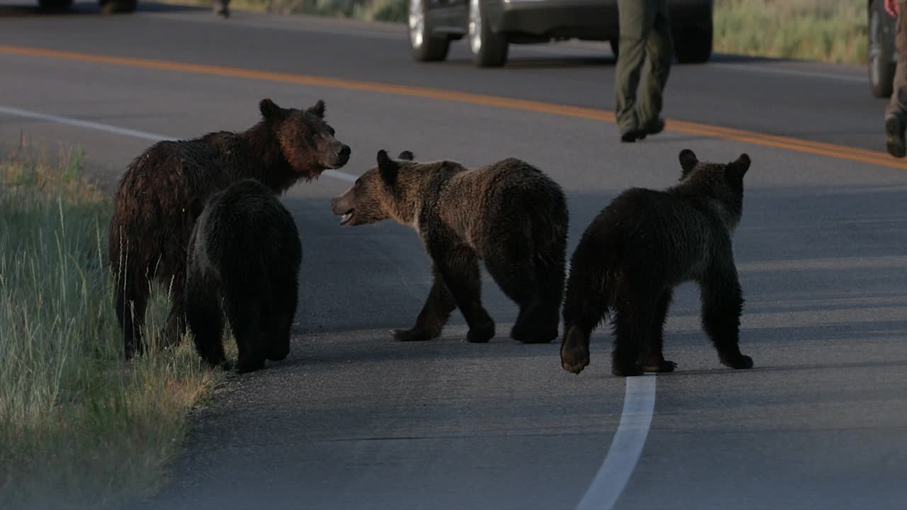 著名的399号灰熊和她的4只小熊(Ursus arctos)走过繁忙的公路在我的卡车前的4K慢镜头视频素材