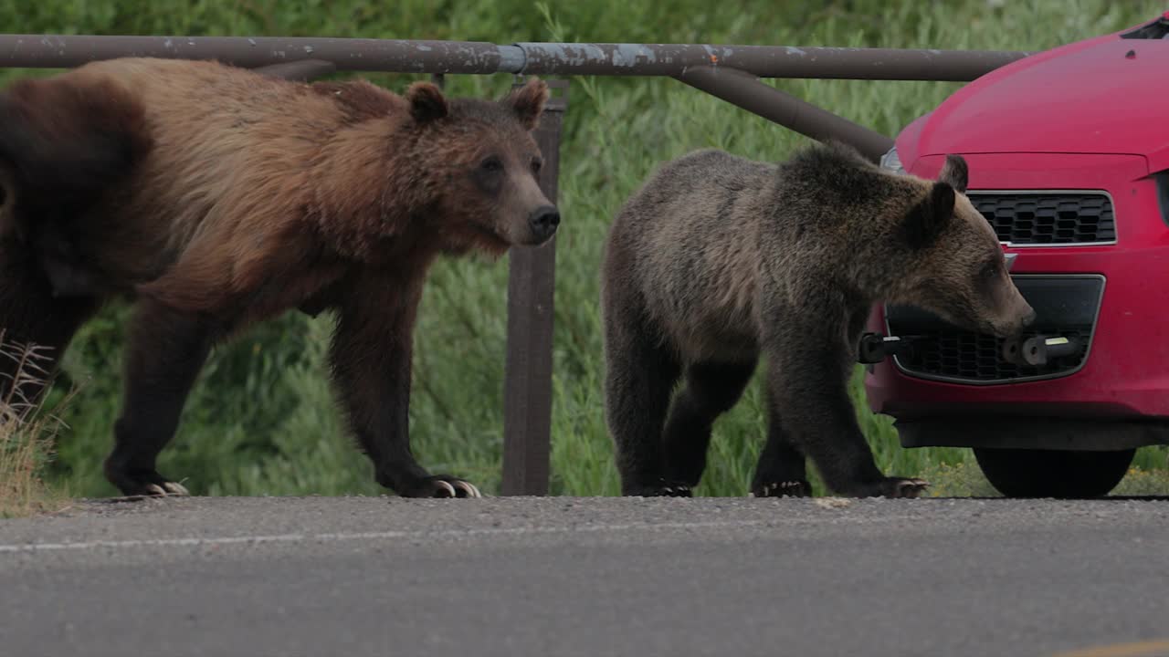 著名的399号灰熊和她的4只小熊(Ursus arctos)走过繁忙的公路在我的卡车前的4K慢镜头视频下载