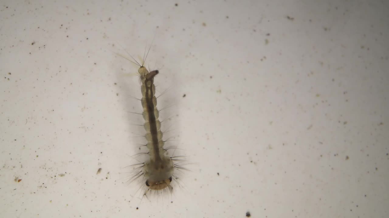 水下蚊幼虫视频素材