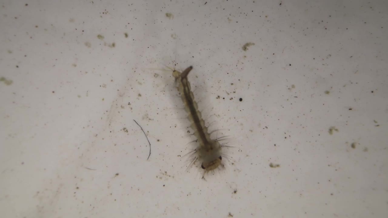 水下蚊幼虫视频素材