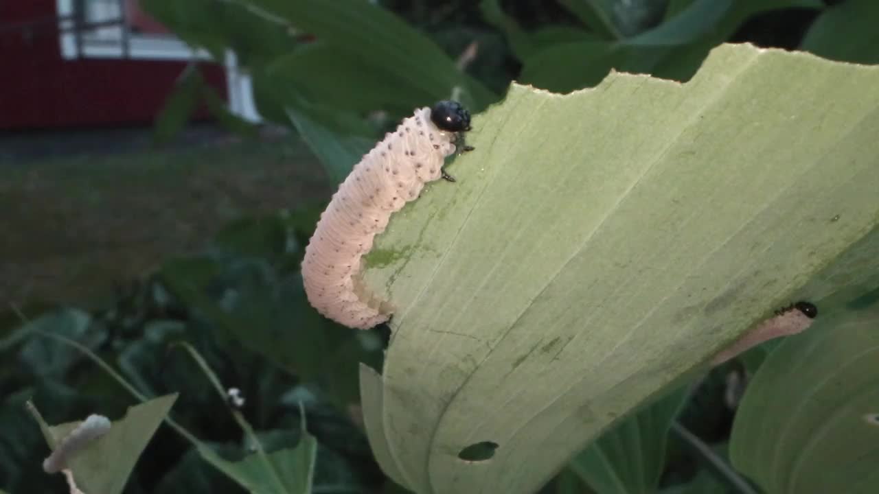 土瘤霉幼虫吃飞机草黄精的叶子视频下载