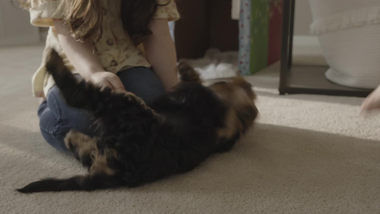 靠近女孩的腿，宠物小狗在地板上奔跑和滚动/ Bountiful，犹他州，美国视频素材