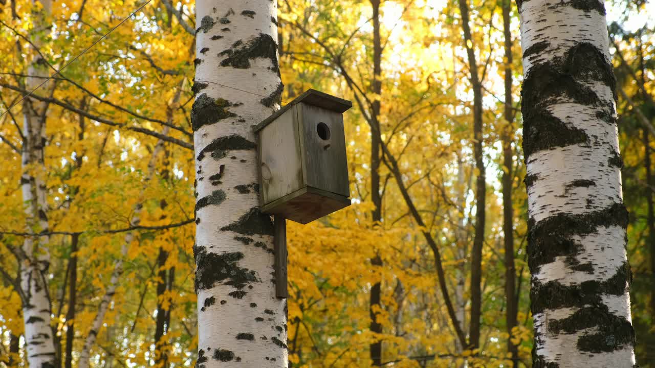 木制鸟笼为鸟类在城市公园的桦树蒸汽上，近距离观察。视频素材