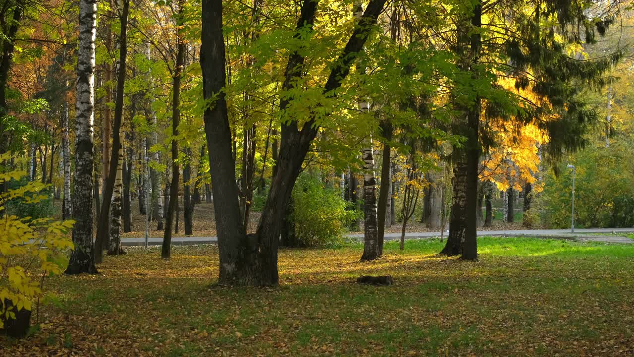 秋天公园的美丽景色，城市里有绿色和黄色的叶子。视频素材