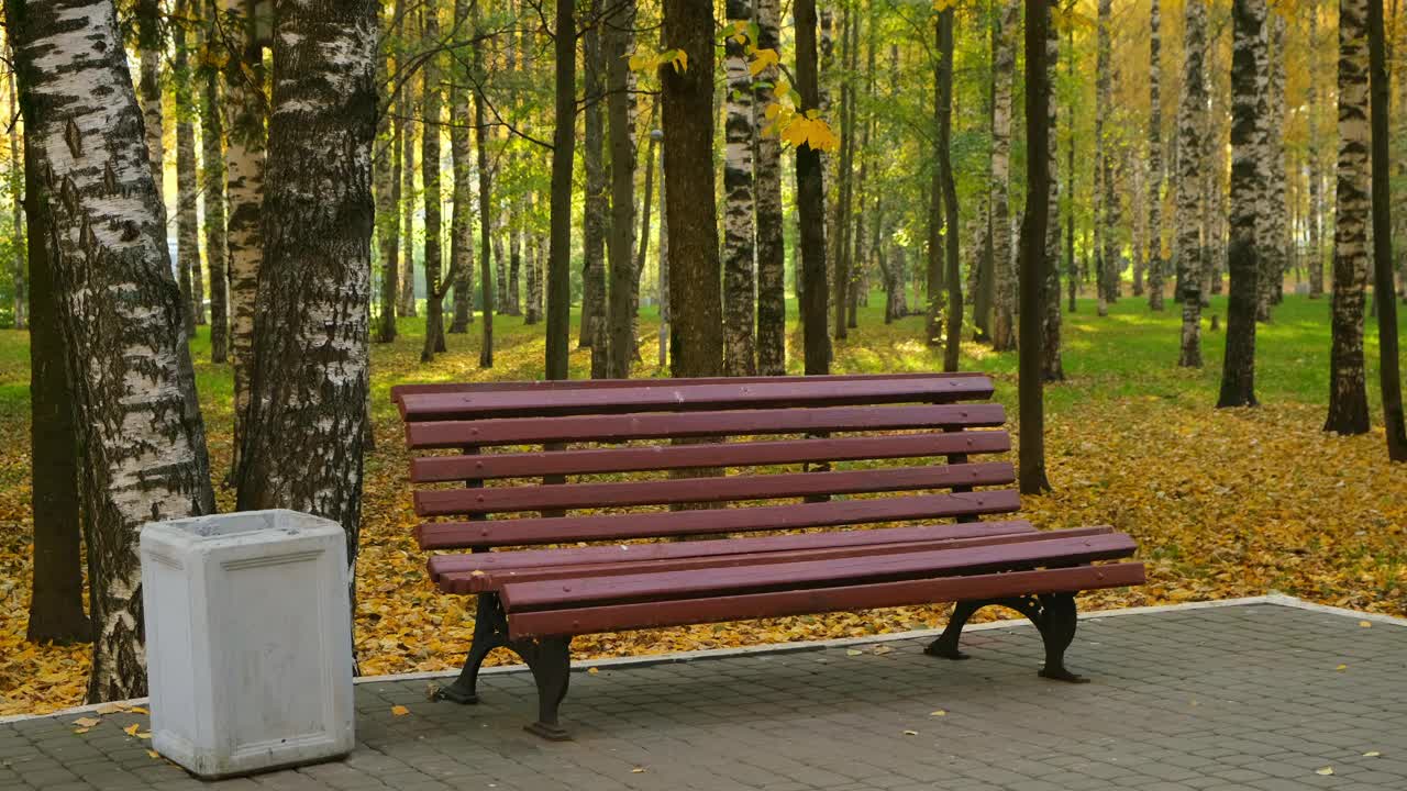 秋天城市公园的木凳在柏油路附近的桦树间。视频素材