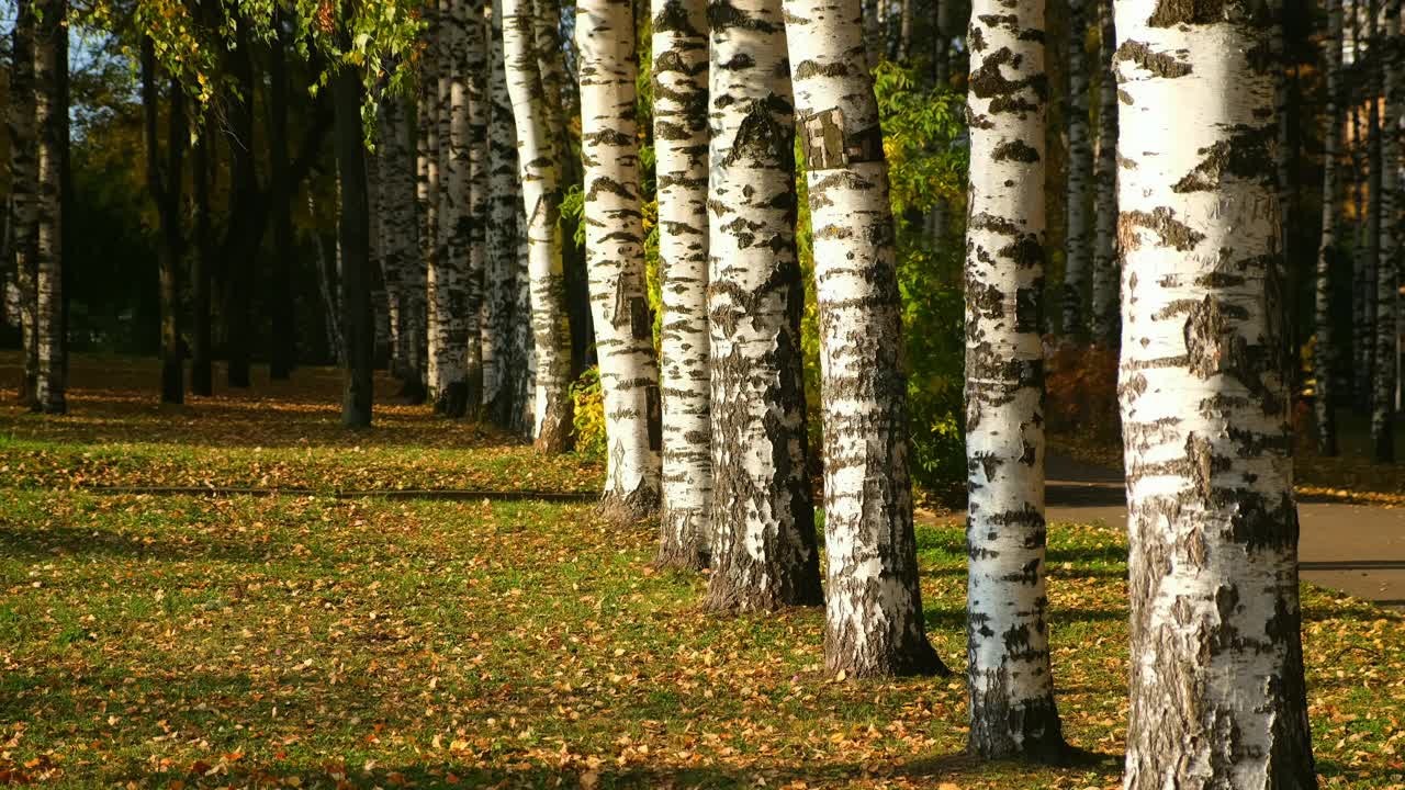 秋天公园美丽的景色与桦树绿和黄叶的小巷。视频下载