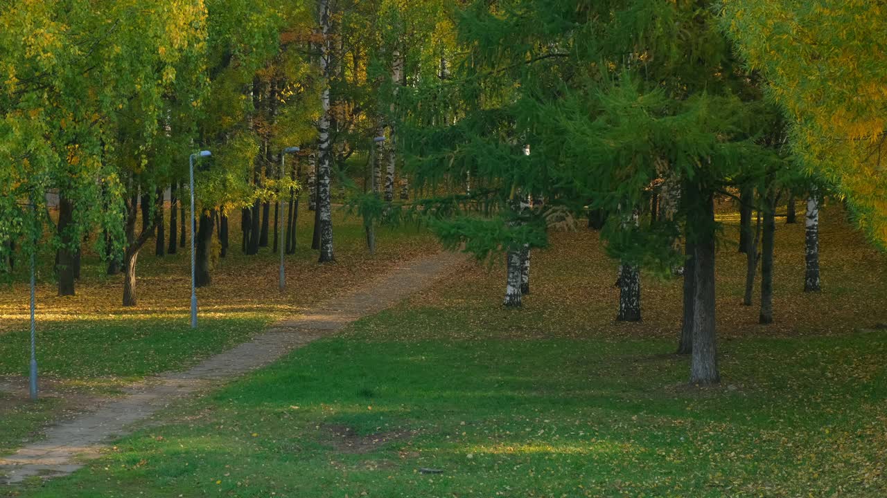 美丽的秋天公园，绿色和黄色的树叶和柏油路。视频素材