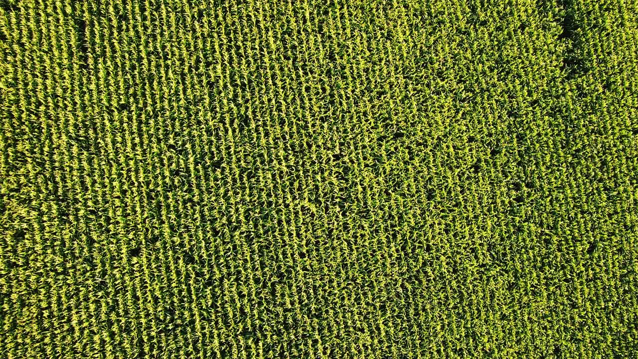 玉米田夏季景观无人机飞行鸟瞰图视频素材
