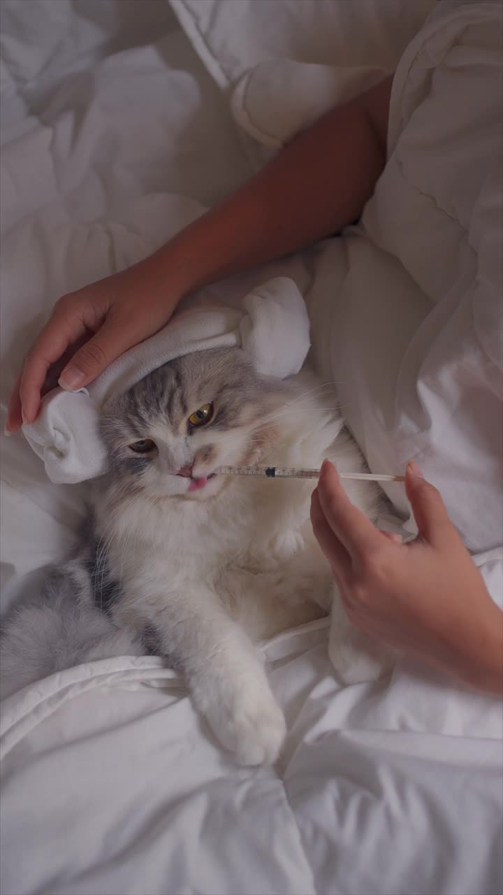 给躺在床上生病的猫一剂药视频下载