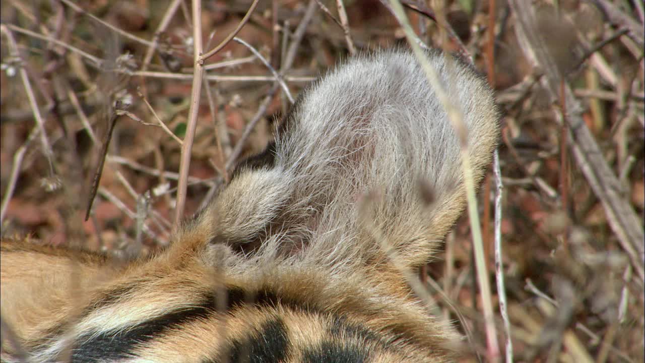 老虎在灌木丛中睡觉时，老虎耳朵的特写镜头视频下载