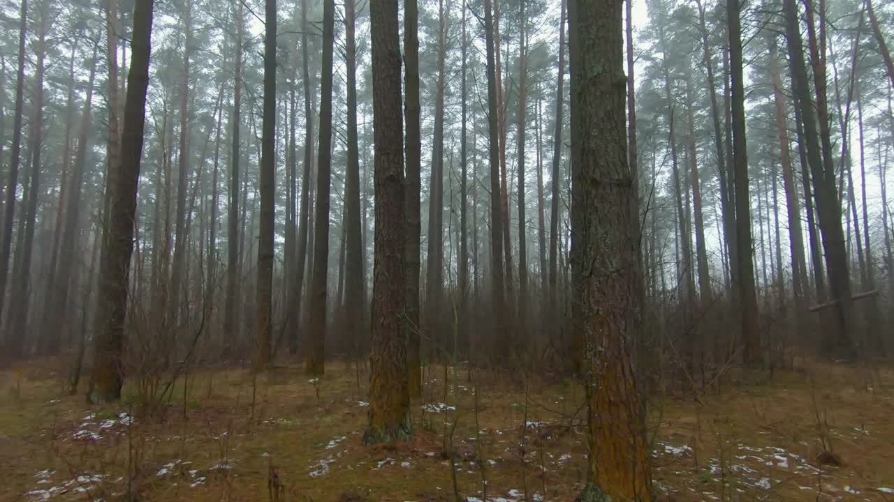 万圣节前夜的雾蒙蒙的森林视频素材
