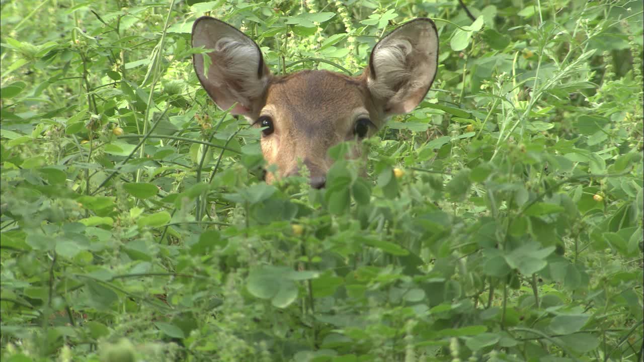 雌花斑鹿藏在茂密的树叶里，警惕-中射击视频素材