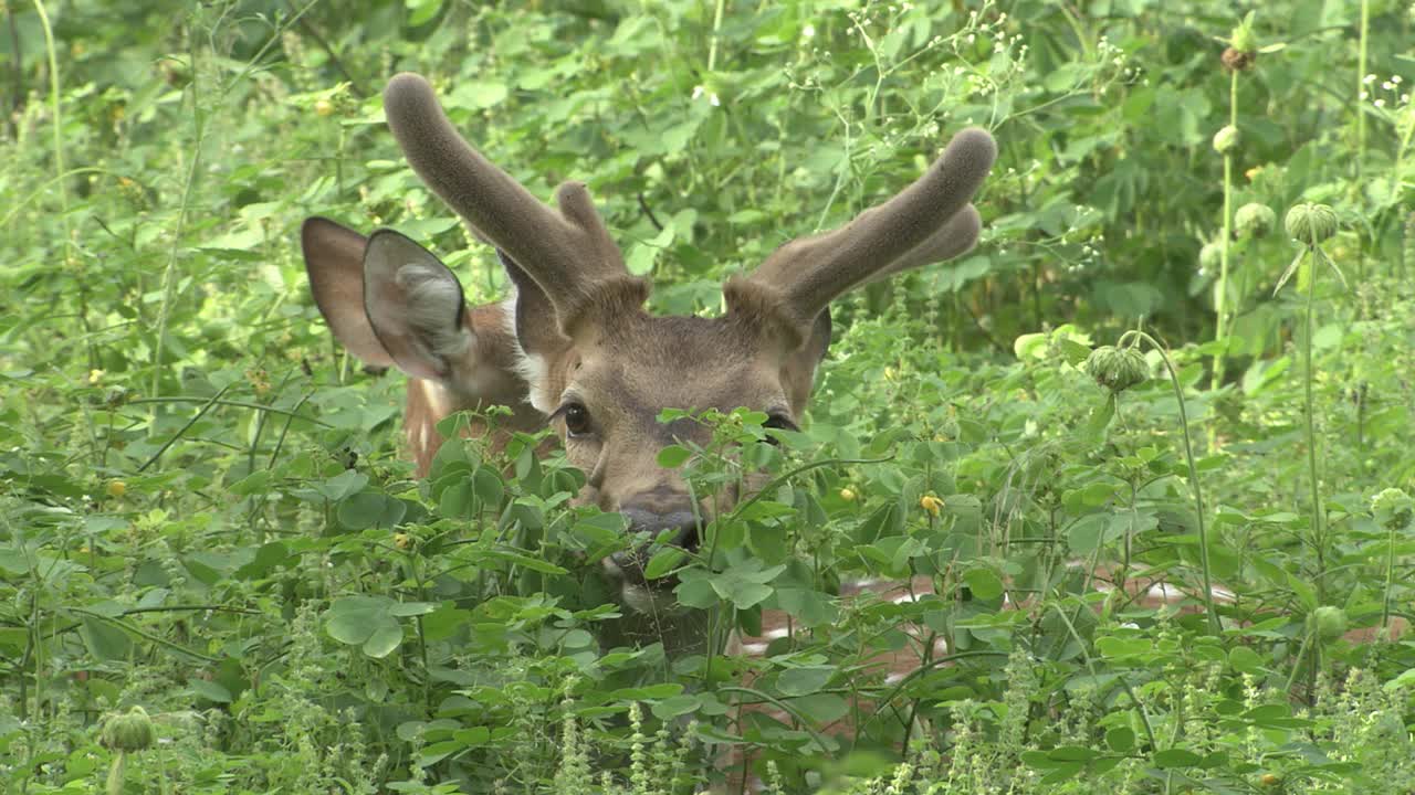 花斑鹿坐着，在茂密的森林里休息，看着相机-中景视频素材