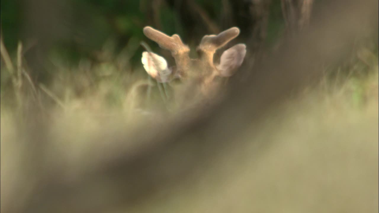 雄花斑鹿从灌木丛后面看相机-广角镜头视频素材