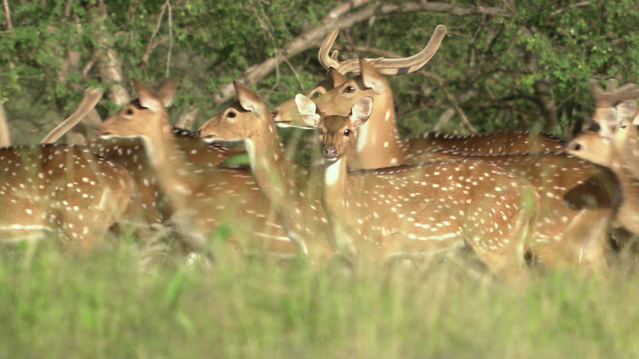 一群有斑点的鹿在草原上行走视频素材