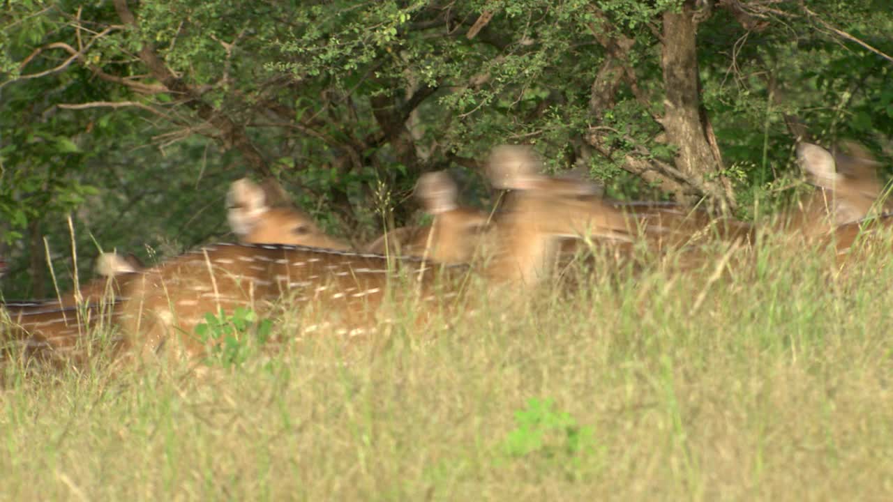 一群有斑点的鹿在草原上行走——中景视频素材
