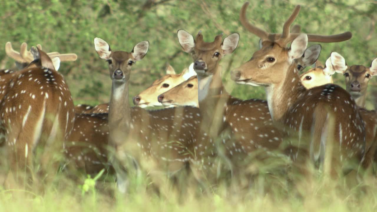 一群有斑点的鹿在茂密的森林里四处走动，看着摄像机的镜头视频素材
