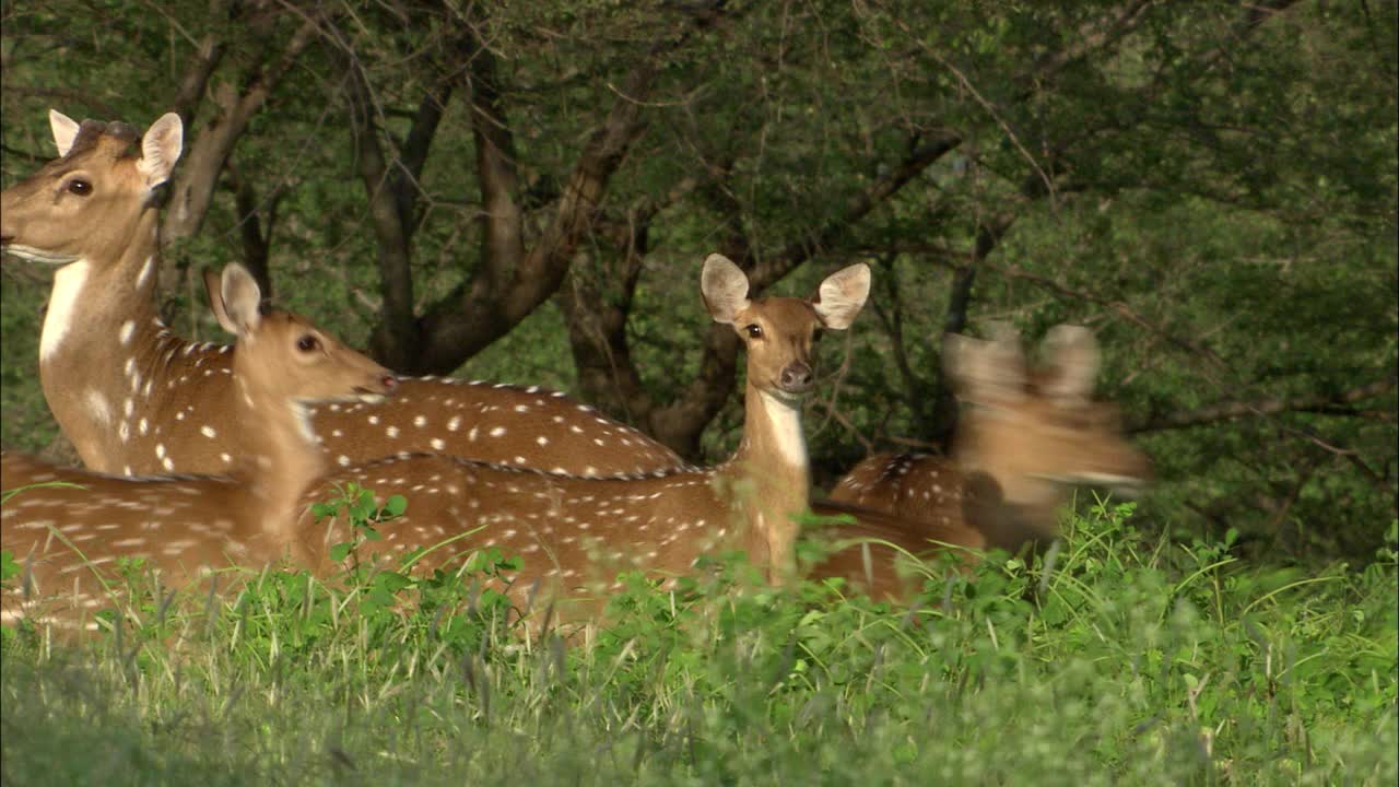 一群有斑点的鹿在热带森林的灌木丛中奔跑视频素材