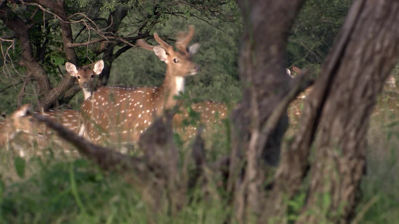 有斑点的鹿看着相机，在茂密的森林里走开视频素材
