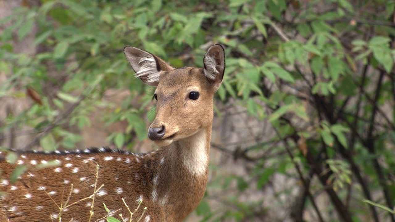 热带森林中的雌花斑鹿警觉-中等镜头视频素材
