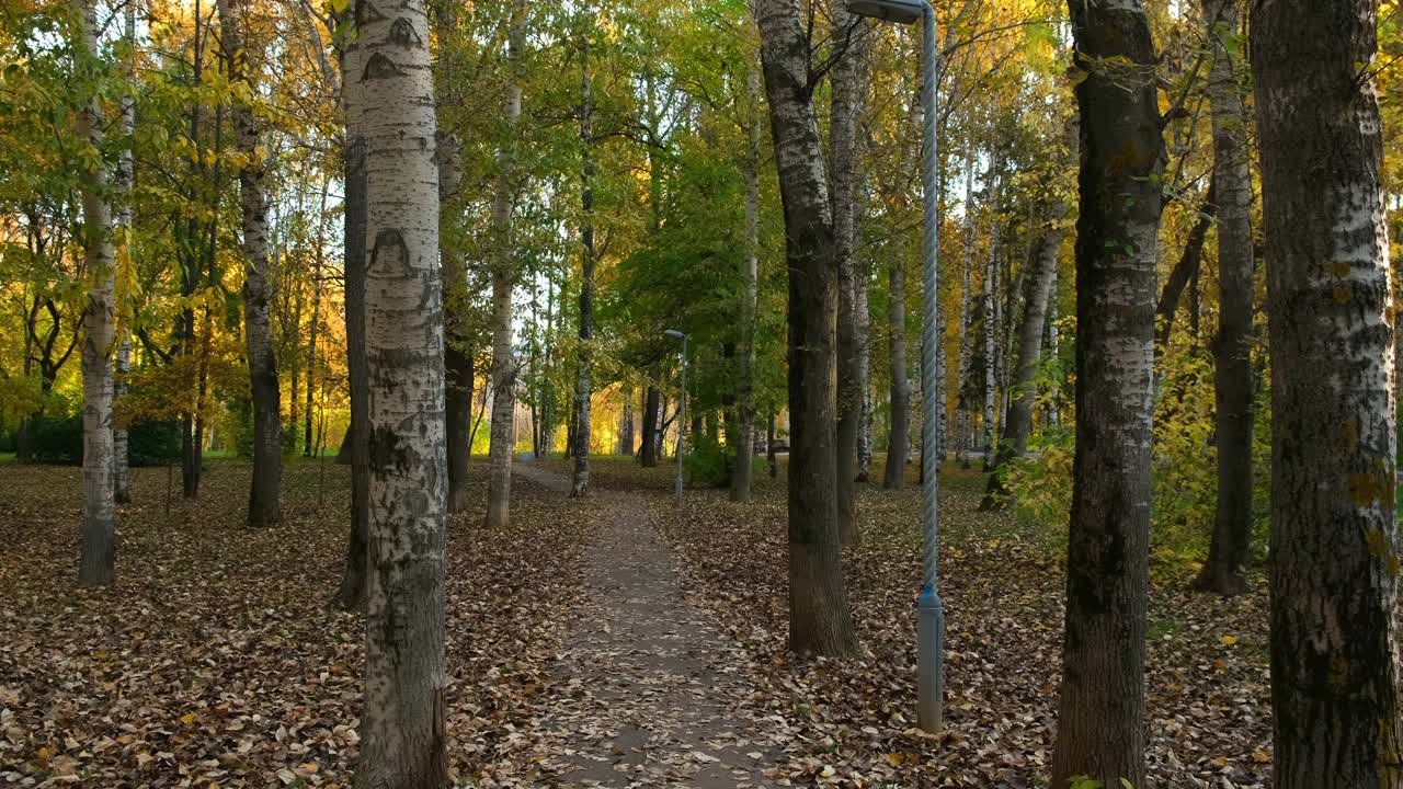 美丽的秋天公园，绿色和黄色的树叶和柏油路。视频素材