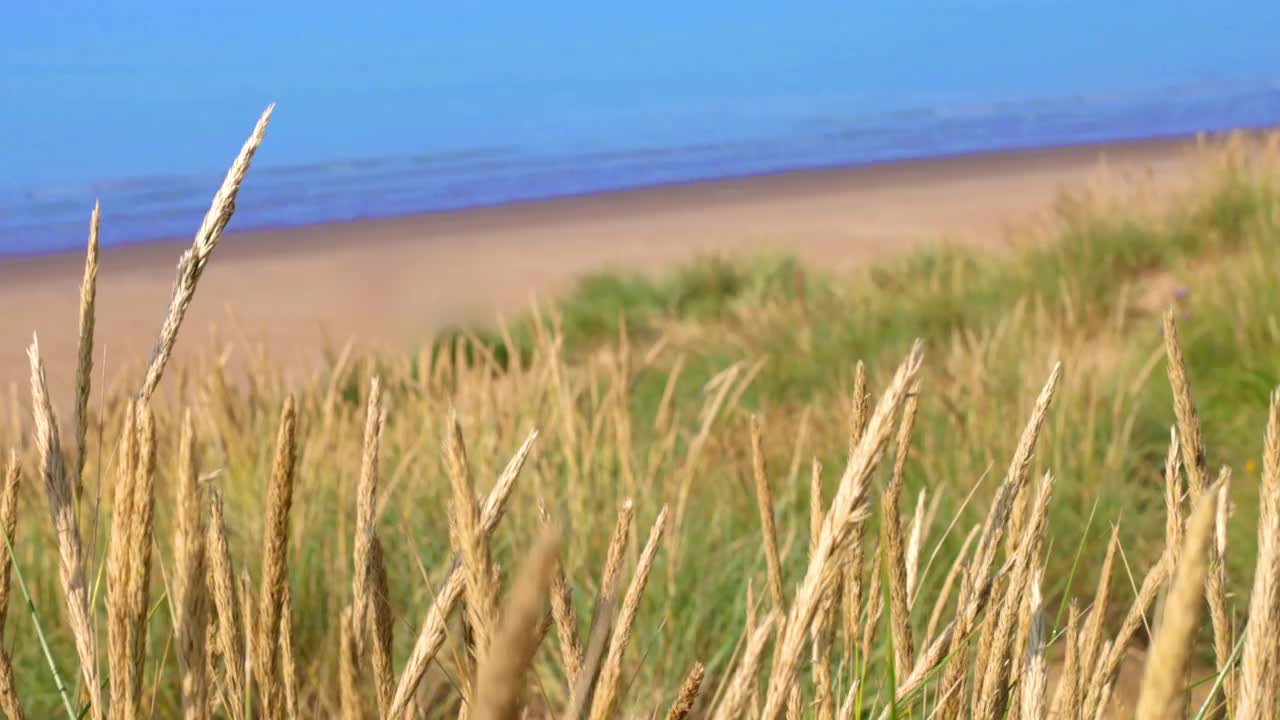 沙丘，玛兰草，蓝天和大海。副本的空间。手持。视频素材