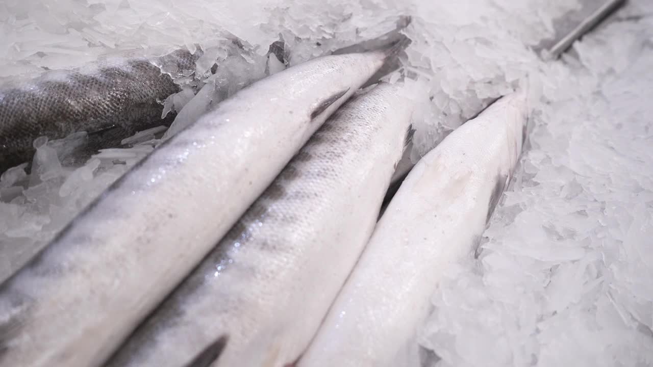 鱼市场上冰镇的新鲜海鱼。视频下载