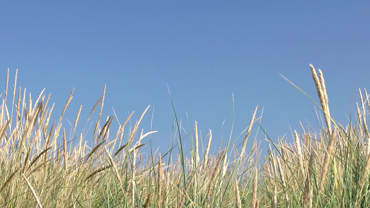 沙丘，玛兰草和蓝天。副本的空间。手持。视频素材