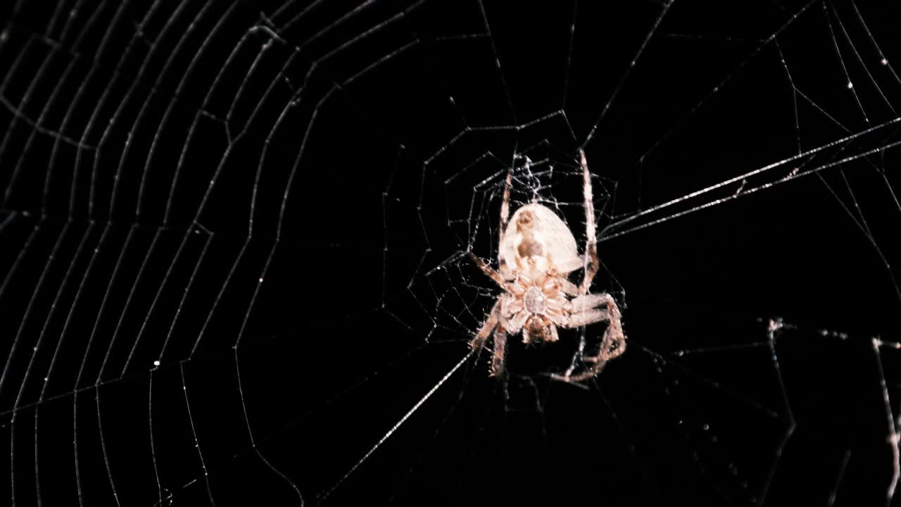 蜘蛛在网上在晚上，大蜘蛛坐在中心的网，宏视频素材