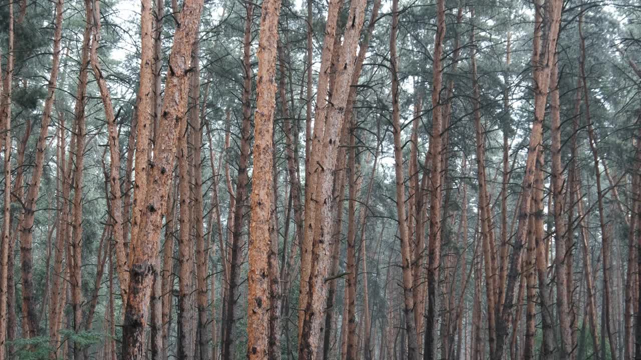 大雨期间的松树林，通过雨滴的树干和树冠视频素材