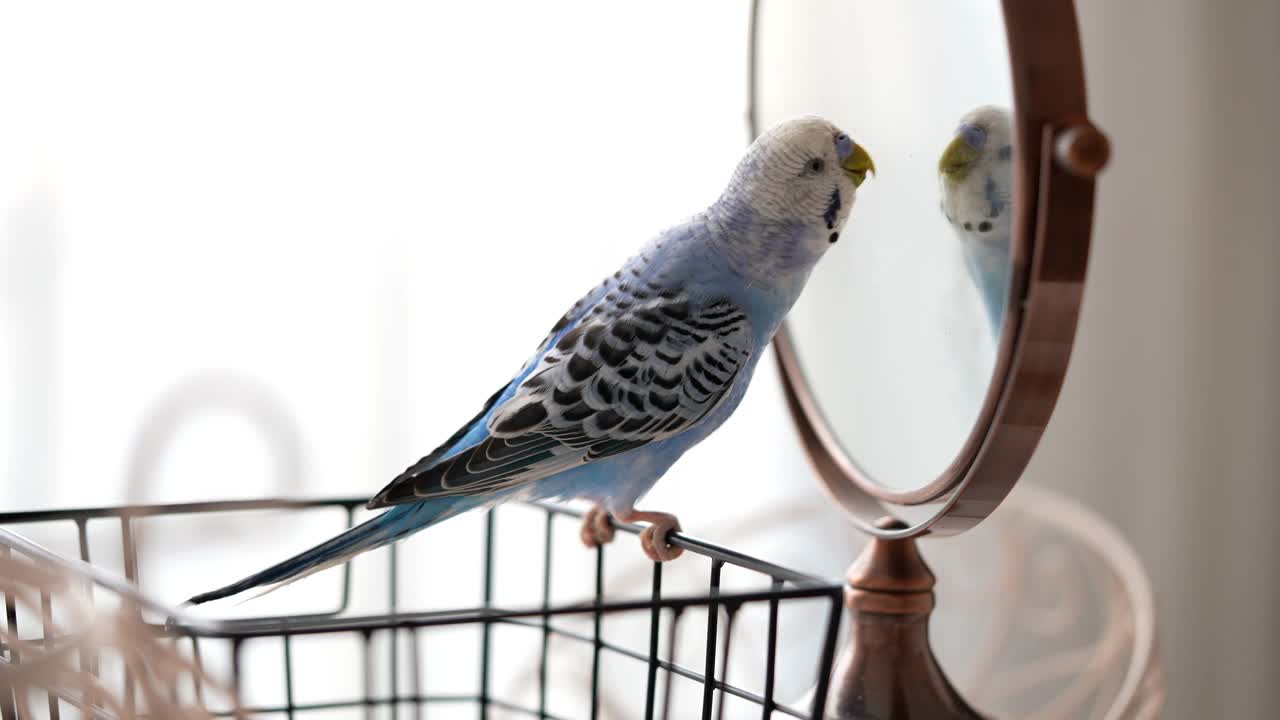 蓝色雄性鹦鹉在镜子里看自己-长尾鹦鹉/虎皮鹦鹉视频下载