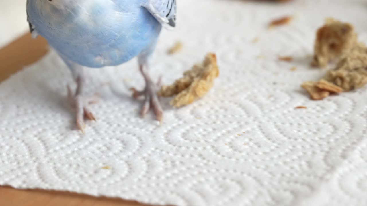 蓝色雄鹦鹉用面包屑喂食-长尾小鹦鹉/虎皮鹦鹉视频下载