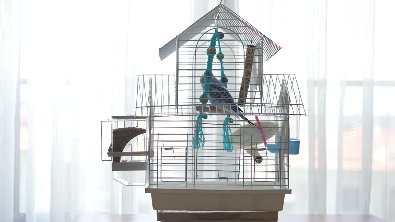 蓝色雄鹦鹉在笼子里的秋千上摇摆-长尾小鹦鹉/虎皮鹦鹉视频下载