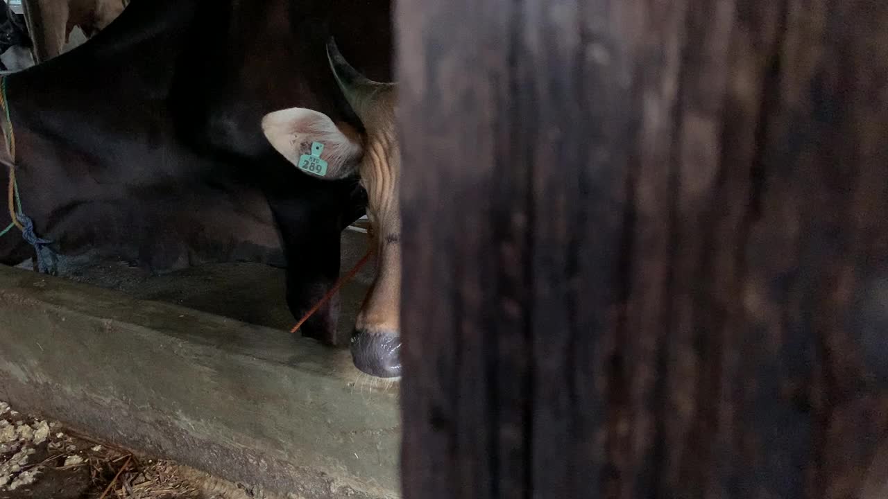 一群牛在笼子里视频下载