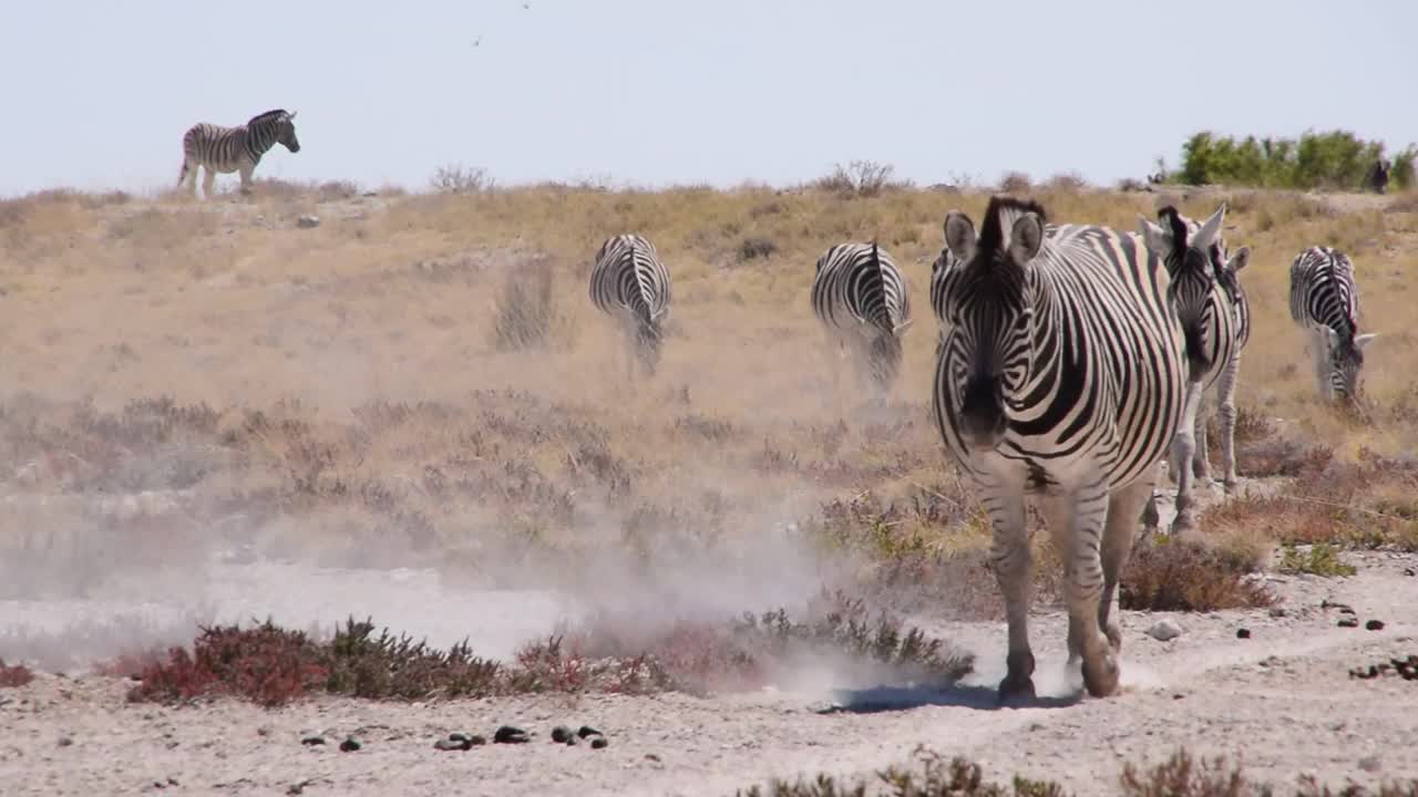 非洲-行走斑马的正面视图视频素材