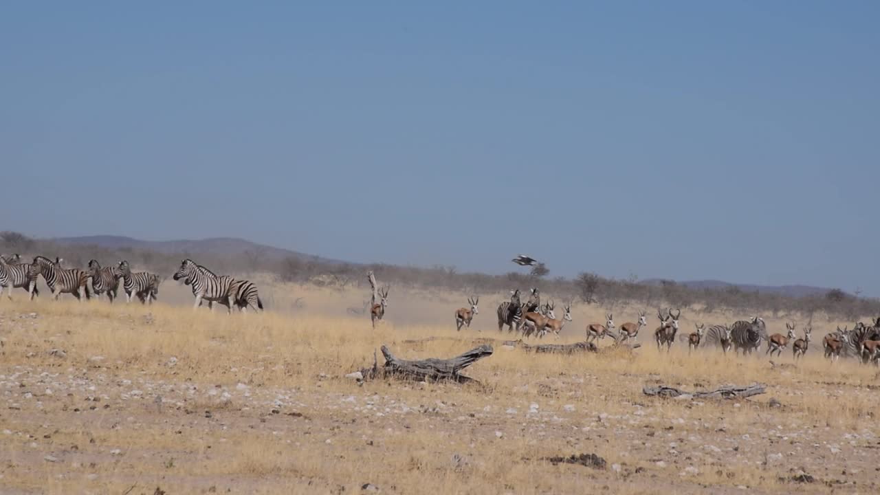 非洲-休息的斑马视频素材
