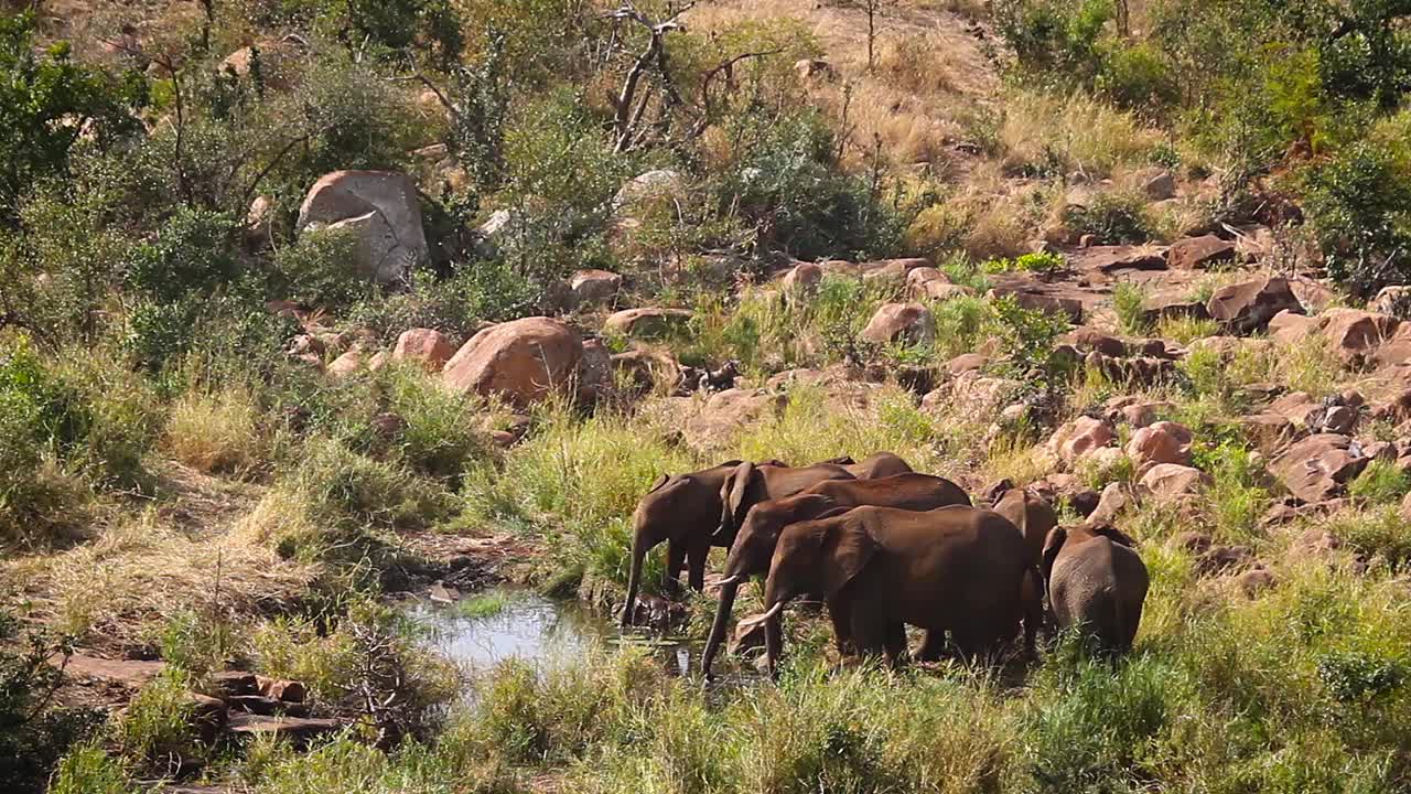 南非克鲁格国家公园里的非洲丛林象视频素材