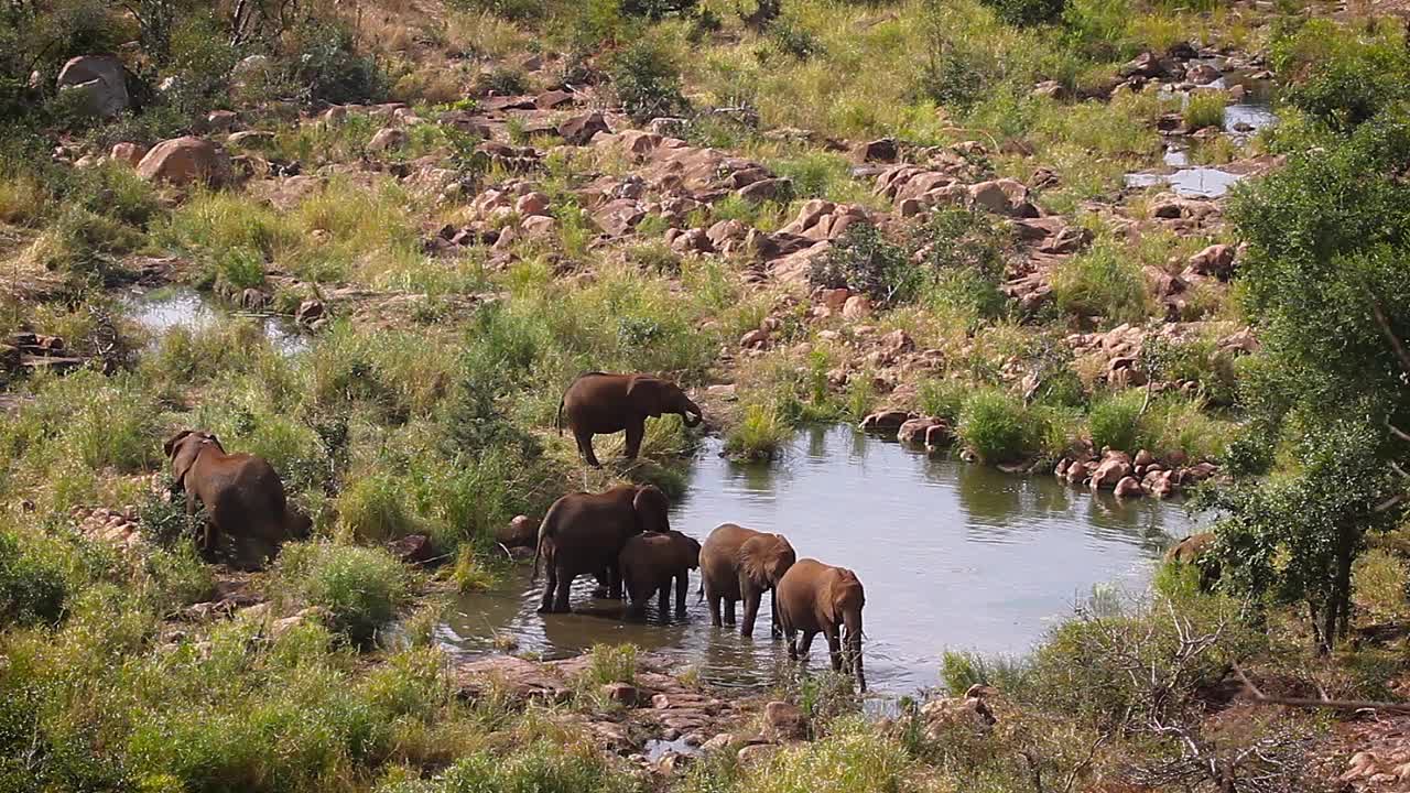 南非克鲁格国家公园里的非洲丛林象视频素材