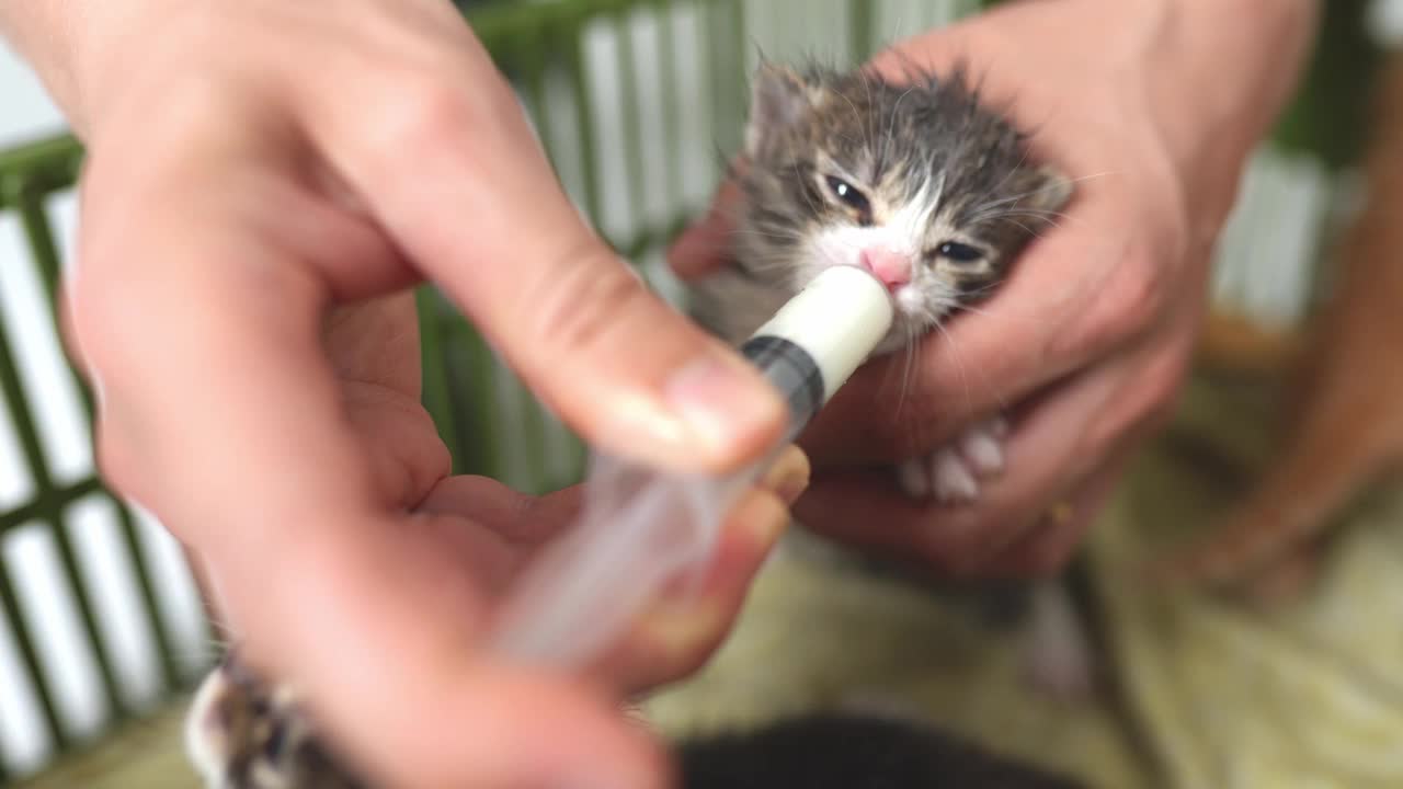 特写镜头中，一只雄性的手正在用注射器给一只两周大的小猫喂奶视频下载